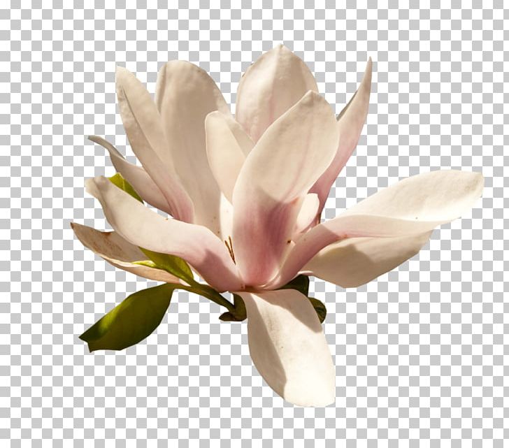 Magnolia Petal Flower Blog PNG, Clipart, Blog, Blossom, Flower, Flowering Plant, Magnolia Free PNG Download