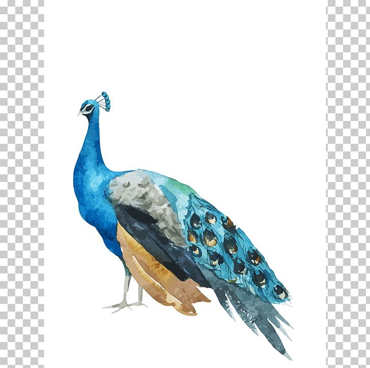 Pavo Asiatic Peafowl PNG, Clipart, Absolut, Abziehtattoo, Aime, Animals, Asiatic Peafowl Free PNG Download