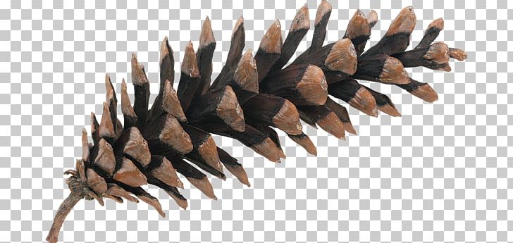 Pine Photography Conifer Cone PNG, Clipart, Conifer, Conifer Cone, Conifers, Download, Encapsulated Postscript Free PNG Download