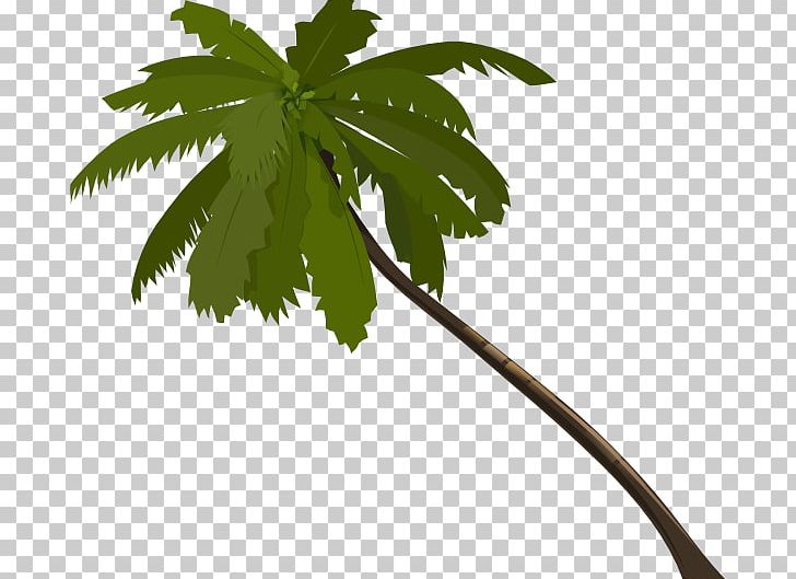 Arecaceae PNG, Clipart, Arecaceae, Arecales, Branch, Download, Encapsulated Postscript Free PNG Download