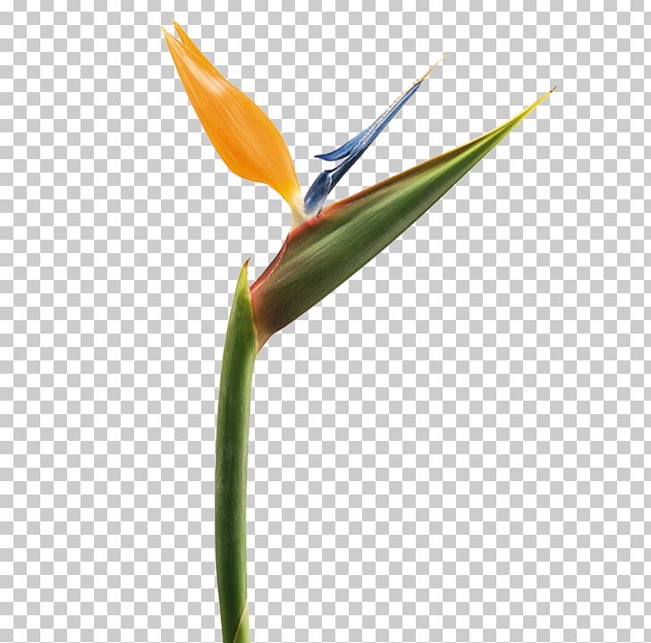 Bird-of-paradise Strelitzia Reginae Lobster-claws Plant PNG, Clipart, Animals, Bird, Birdofparadise, Bird Of Paradise, Bird Of Paradise Flower Free PNG Download