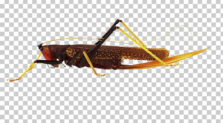 Insect Locust Respiratory System Caelifera Grasshopper PNG, Clipart, Breathing, Caelifera, Grasshopper, Grasshopper Watercolor, Insect Free PNG Download