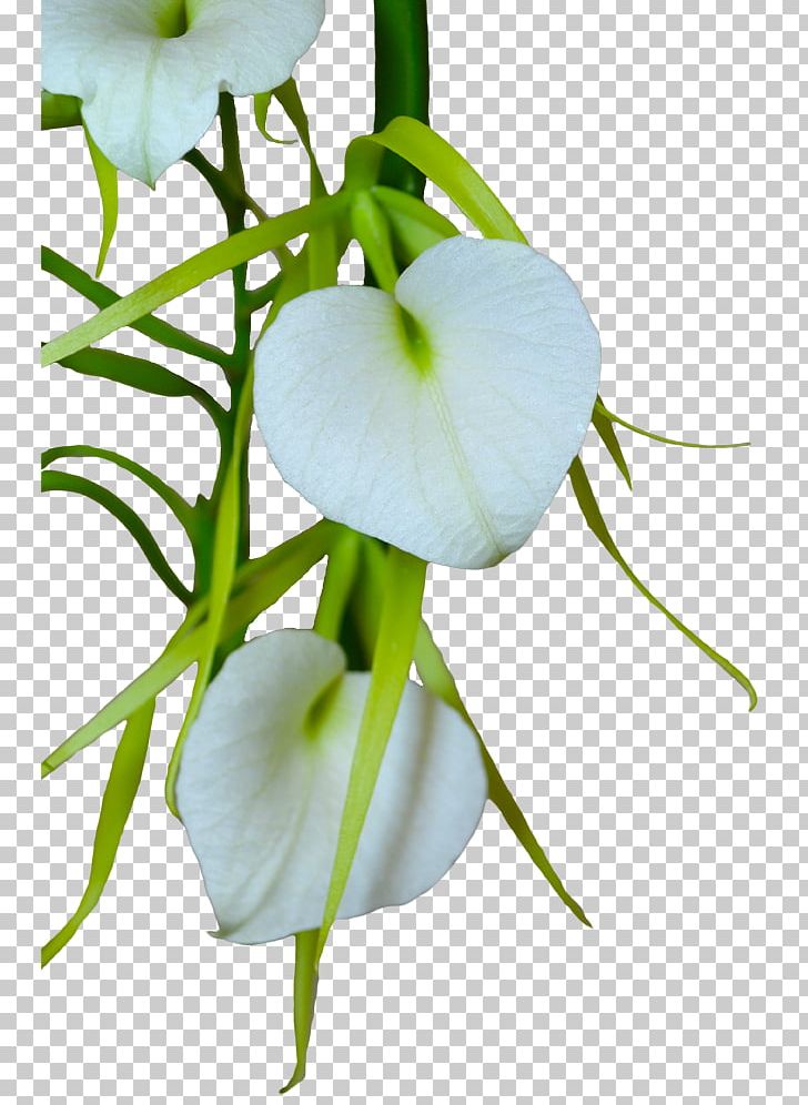 Petal Polyarteritis Nodosa Cut Flowers Plant Stem PNG, Clipart, Basket, Cut Flowers, Dancinglady Orchid, Dendrobium Aphyllum, Flora Free PNG Download