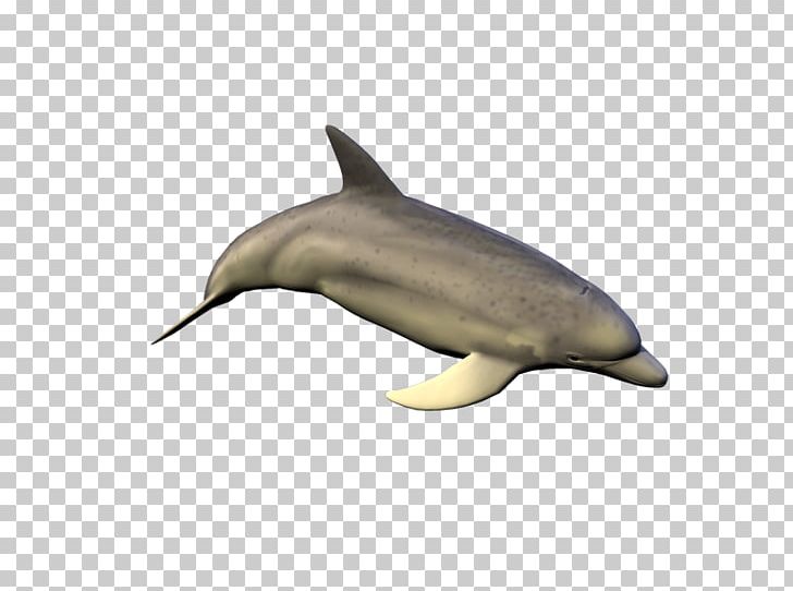 Common Bottlenose Dolphin Short-beaked Common Dolphin Tucuxi Rough-toothed Dolphin Spotted Dolphins PNG, Clipart, Biology, Bottlenose Dolphin, Common Bottlenose Dolphin, Fauna, Longbeaked Common Dolphin Free PNG Download