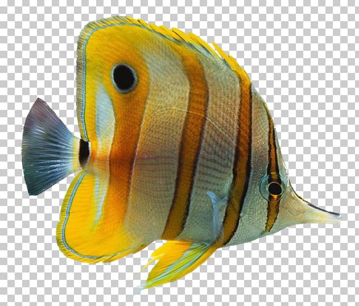 Ornamental Fish Aquarium PNG, Clipart, Animal, Animals, Aquarium, Aquarium Fish, Clownfish Free PNG Download