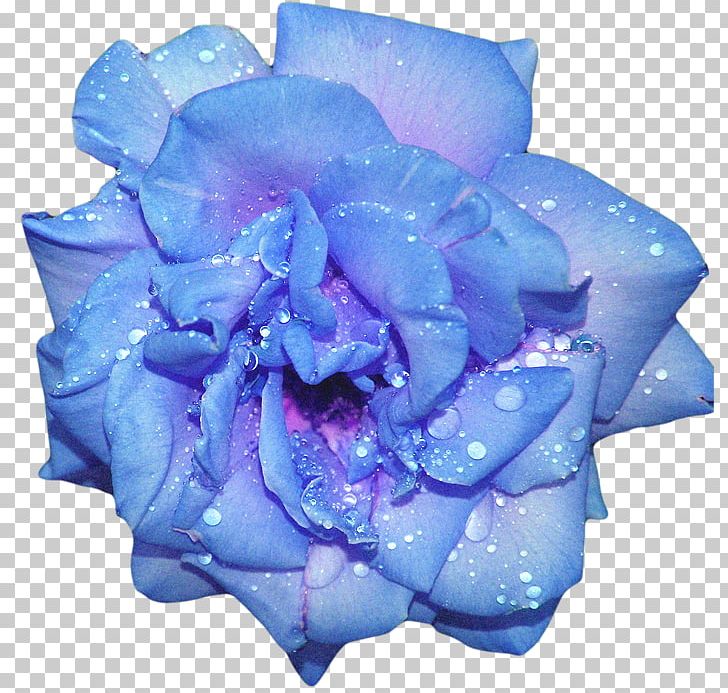 Blue Rose Flower PNG, Clipart, Blossom, Blue, Blue Flower, Blue Rose, Cobalt Blue Free PNG Download