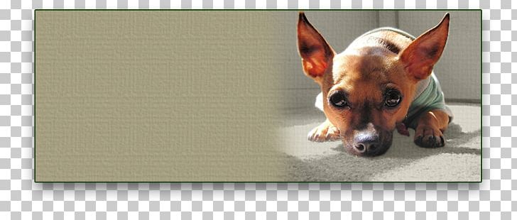 Dog Breed Toy Fox Terrier Chihuahua Puppy Snout PNG, Clipart, Breed, Carnivoran, Chihuahua, Dog, Dog Breed Free PNG Download