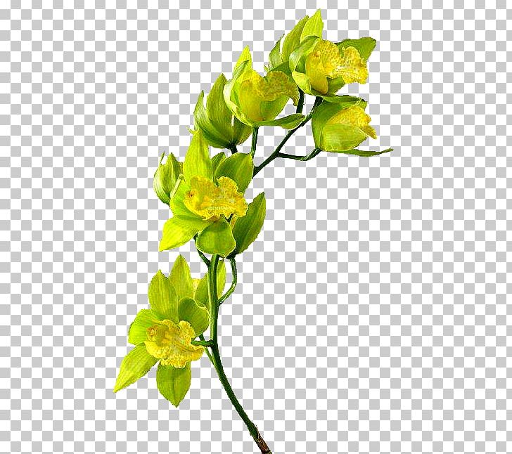 Floral Design Cut Flowers Leaf Interior Design Services Fototapet PNG, Clipart, Branch, Bud, Cut Flowers, Floral Design, Floristry Free PNG Download