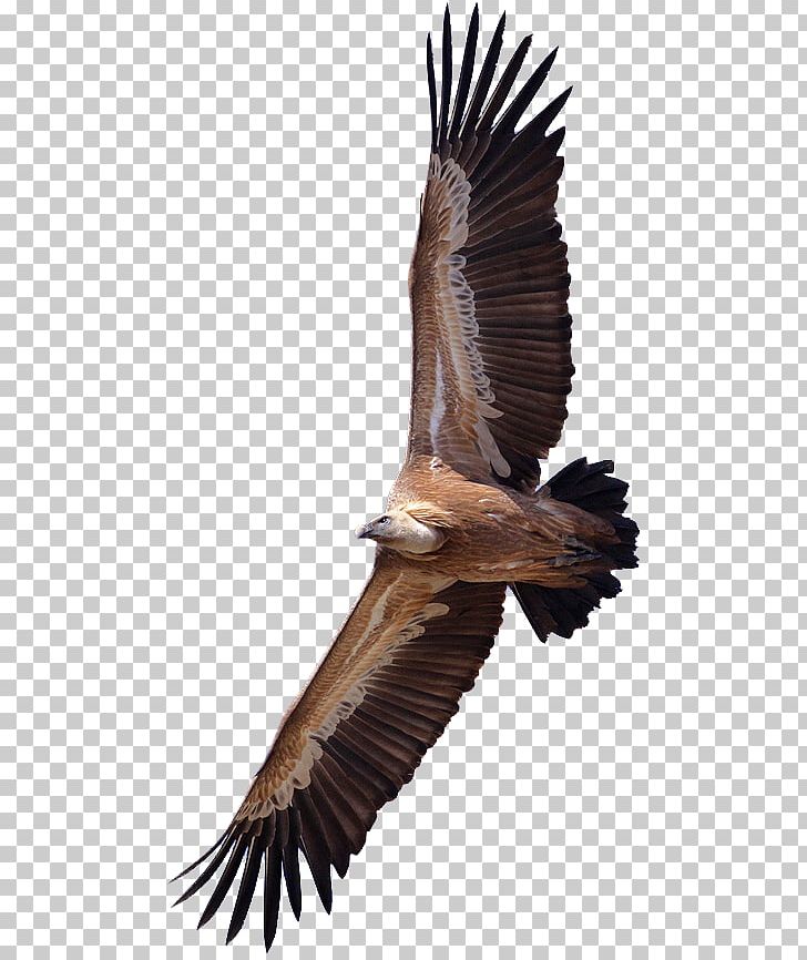 Turkey Vulture King Vulture Bird Griffon Vulture PNG, Clipart, Accipitriformes, Animals, Bald Eagle, Beak, Bearded Vulture Free PNG Download