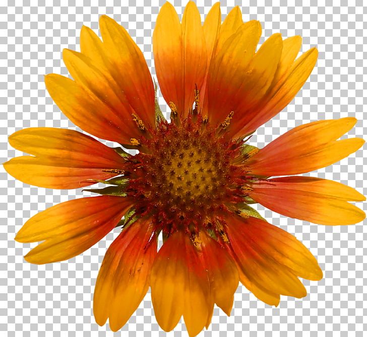 Blanket Flowers Sunflower Seed Common Sunflower Common Daisy Coneflower PNG, Clipart, Annual Plant, Blanket, Blanket Flowers, Chrysanthemum, Chrysanths Free PNG Download