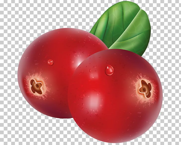 Illustration Graphics Cranberry Photography PNG, Clipart, Accessory Fruit, Berries, Berry, Bush Tomato, Clip Free PNG Download