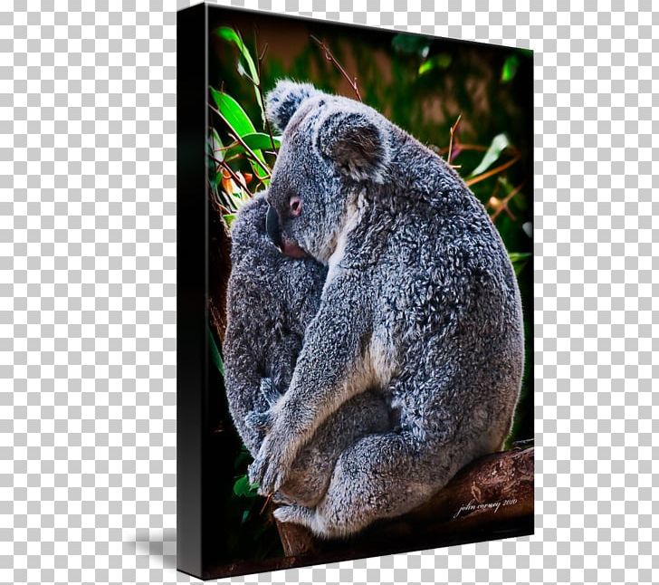 Koala Bear Kangaroo Work Of Art Animal PNG, Clipart, Animal, Art, Bear, Fauna, Fine Art Free PNG Download