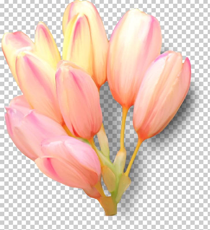 Tulip Petal Cut Flowers PNG, Clipart, Blossom, Bud, Cut Flowers, Download, Flower Free PNG Download