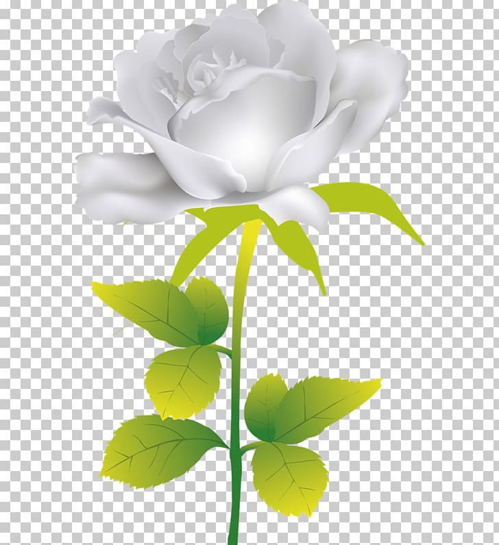 Garden Roses PNG, Clipart, Computer Wallpaper, Cut Flowers, Floral Design, Floristry, Flower Free PNG Download