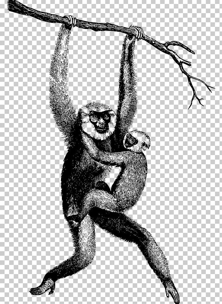 Homo Sapiens Primate Chimpanzee Lar Gibbon PNG, Clipart, Animals, Ape, Arm, Art, Black And White Free PNG Download