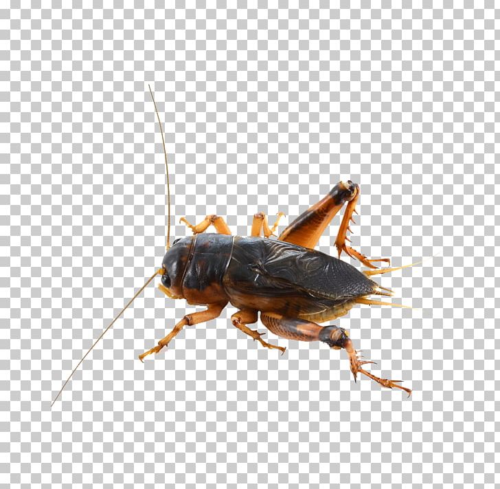 House Cricket Insect Grasshopper PNG, Clipart, Arthropod, Bush Crickets, Cockroach, Cricket, Cricket Free PNG Download