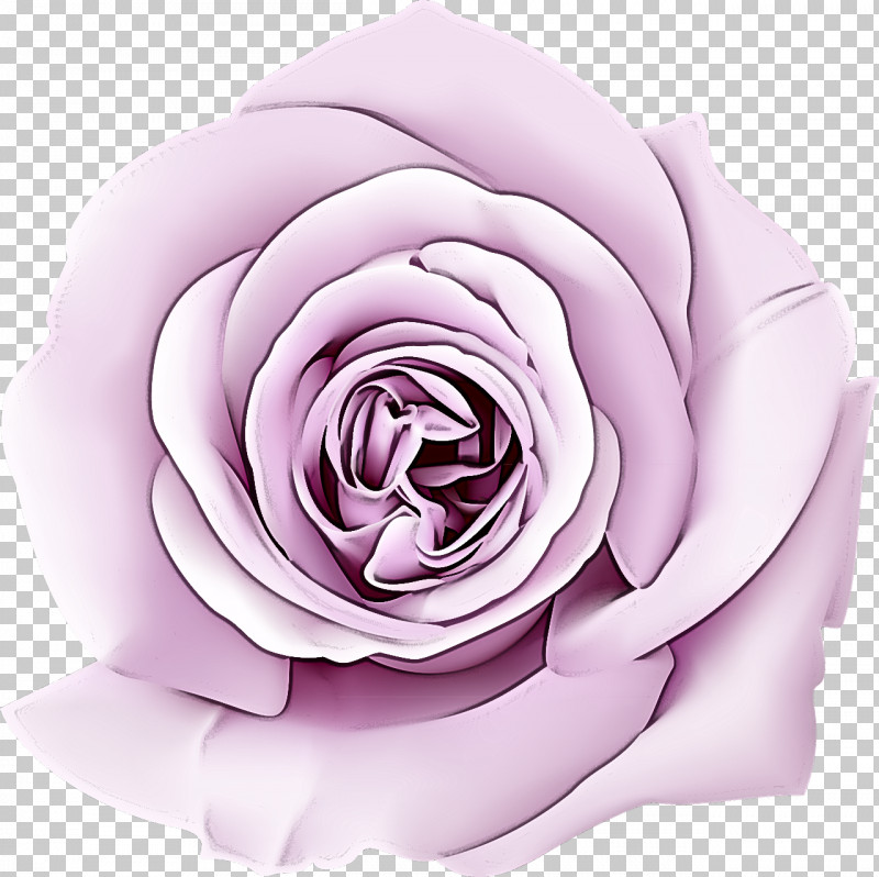 Garden Roses PNG, Clipart, Floribunda, Flower, Garden Roses, Hybrid Tea Rose, Lavender Free PNG Download