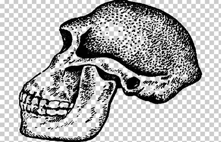 Skull Cat Snout Jaw PNG, Clipart, Big Cat, Big Cats, Black And White, Bone, Carnivoran Free PNG Download