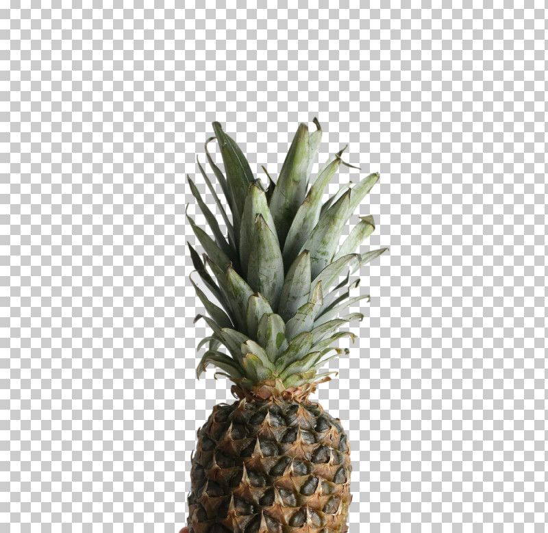 Pineapple PNG, Clipart, Biology, Flowerpot, Pineapple, Plants, Science Free PNG Download