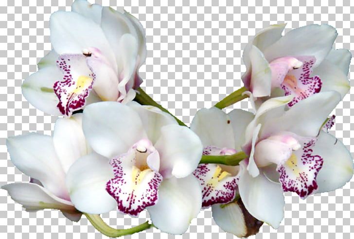 Flower PNG, Clipart, Animation, Blog, Blossom, Cattleya, Cut Flowers Free PNG Download