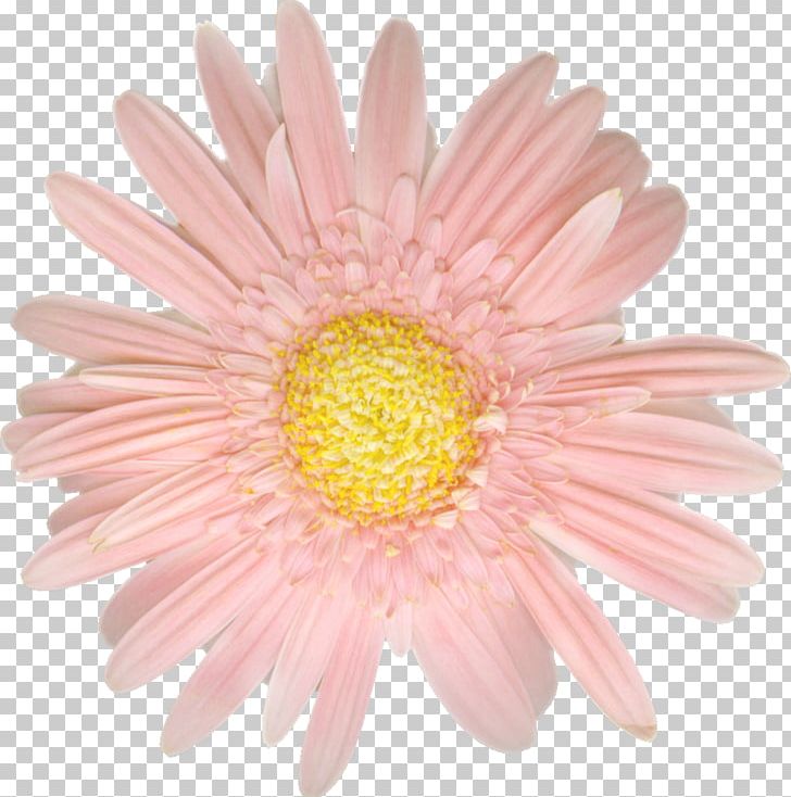 Gerbera Jamesonii Daisy Family Cut Flowers PNG, Clipart, Aster, Blog, Camomile, Chrysanthemum, Chrysanths Free PNG Download