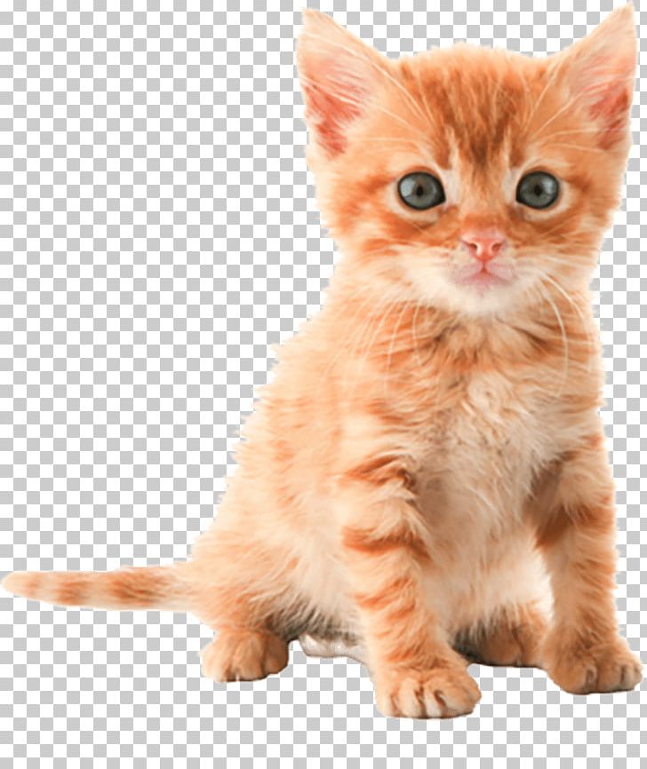 Kitten Cat Desktop PNG, Clipart, Ad Blocking, American , American Shorthair, Animals, Carnivoran Free PNG Download