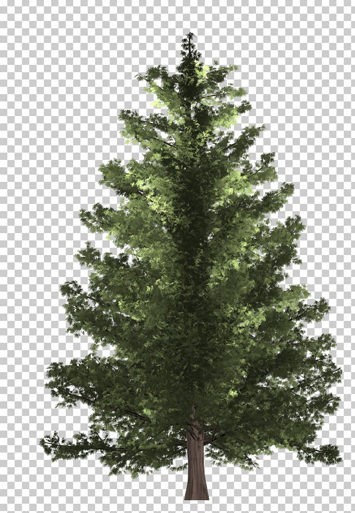 Pine Spruce Fir Christmas Tree PNG, Clipart, Artificial Christmas Tree, Biome, Branch, Christ, Christmas Free PNG Download