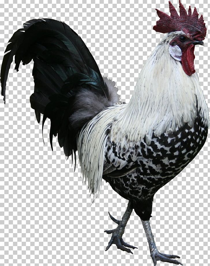 Rooster Cochin Chicken Portable Network Graphics Poultry Texture Mapping PNG, Clipart, 3d Computer Graphics, Beak, Bird, Chicken, Cochin Chicken Free PNG Download