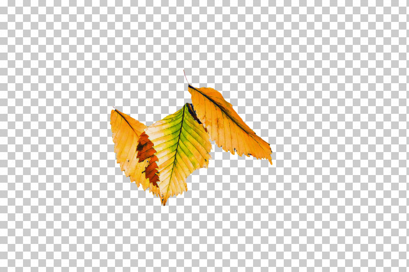 Leaf 0jc Butterflies Lepidoptera Science PNG, Clipart, Biology, Butterflies, Leaf, Lepidoptera, Plants Free PNG Download