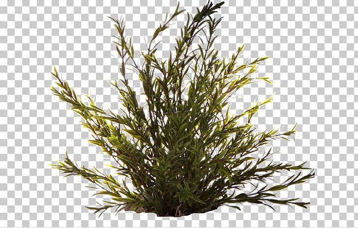 Clipping Path Treelet 12AX7 PNG, Clipart, 12ax7, Branch, Clipping Path, Conifer, Cypress Family Free PNG Download