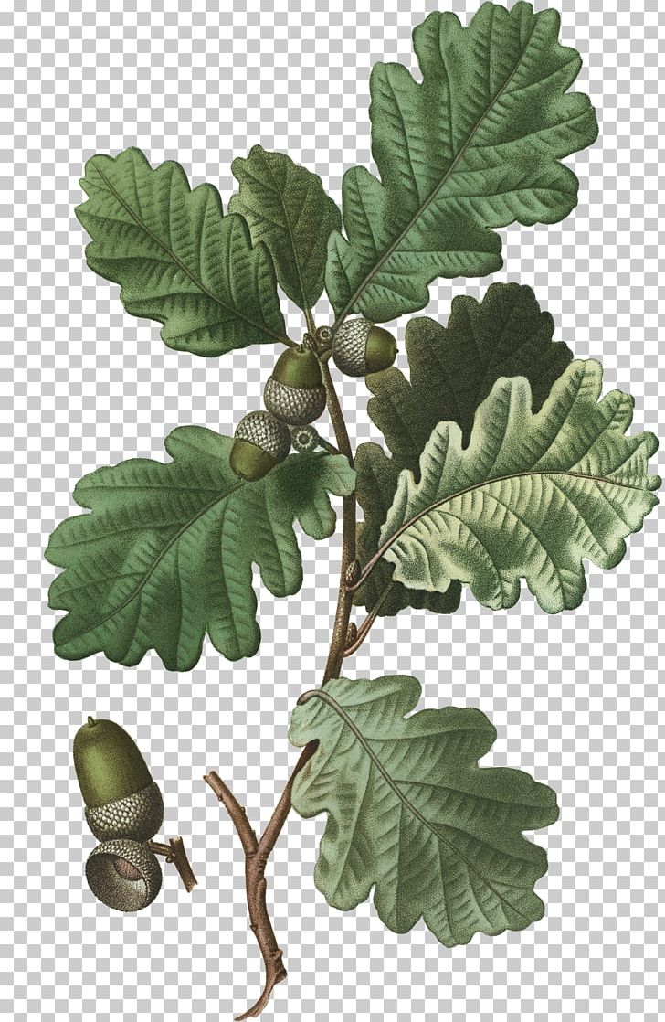 English Oak White Oak Sessile Oak Tree Acorn PNG, Clipart, Acorn, Acorn Tree, Branch, English Oak, Fruit Free PNG Download