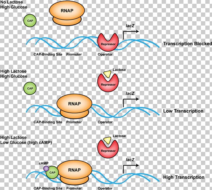 Nucleotide Transcription DNA Replication RNA PNG, Clipart, Area, Brand, Carcinogen, Circle, Cloning Free PNG Download