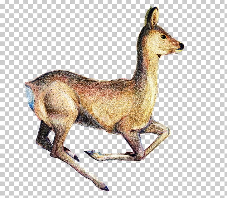 Red Deer Canidae Animal PNG, Clipart, Animal, Animal Figure, Animals, Blog, Canidae Free PNG Download