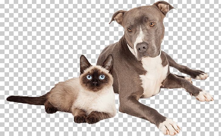 American Pit Bull Terrier Siamese Cat American Staffordshire Terrier PNG, Clipart, American Pit Bull Terrier, American Staffordshire Terrier, Bull Terrier, Can Stock Photo, Carnivoran Free PNG Download
