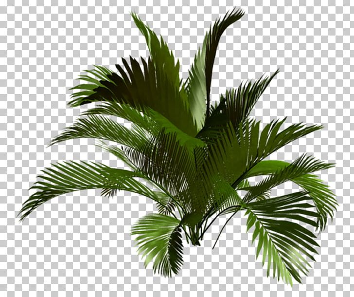 Asian Palmyra Palm Babassu Oil Palms Vegetation Coconut PNG, Clipart, Arecaceae, Arecales, Asian Palmyra Palm, Attalea, Attalea Speciosa Free PNG Download