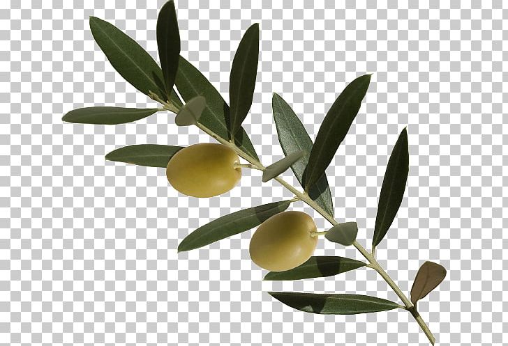Dietary Supplement Czarnogóra: Przewodnik Ateny PNG, Clipart, Book, Branch, Dietary Supplement, Flowering Plant, Food Free PNG Download