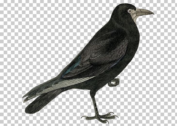 Rook Common Raven Bird PNG, Clipart, Animals, Beak, Bird, Birds, Black Free PNG Download