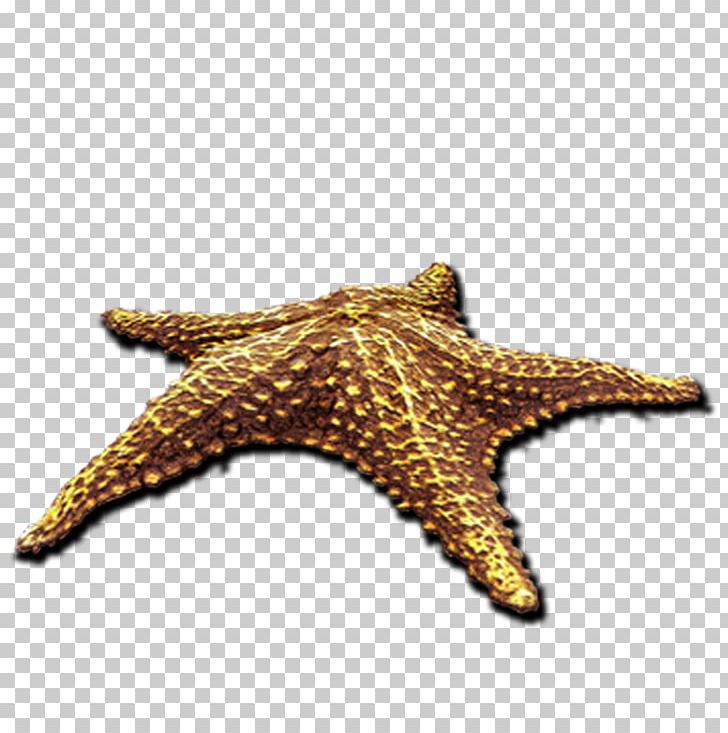 Starfish PNG, Clipart, Albom, Animal, Animals, Aquatic, Beach Free PNG Download