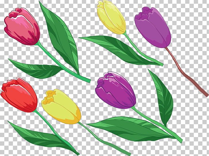Tulip Plant PNG, Clipart, Artwork, Cartoon, Cut Flowers, Download, Flora Free PNG Download