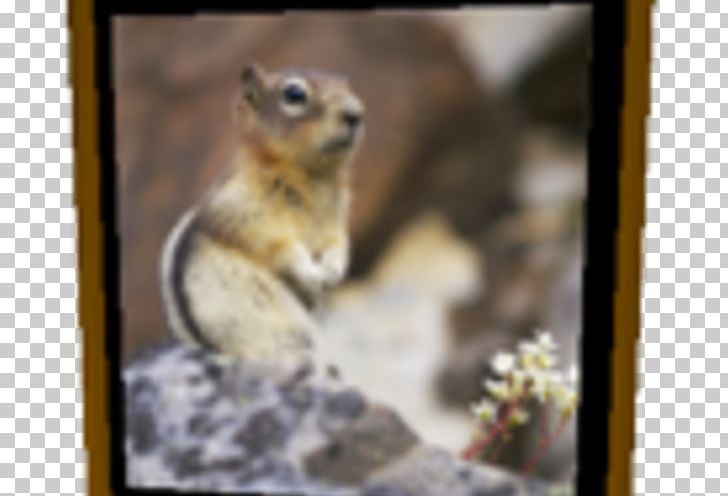 Chipmunk Fox Squirrel Fauna Wildlife PNG, Clipart, Animals, Chipmunk, Fauna, Fox Squirrel, Mammal Free PNG Download