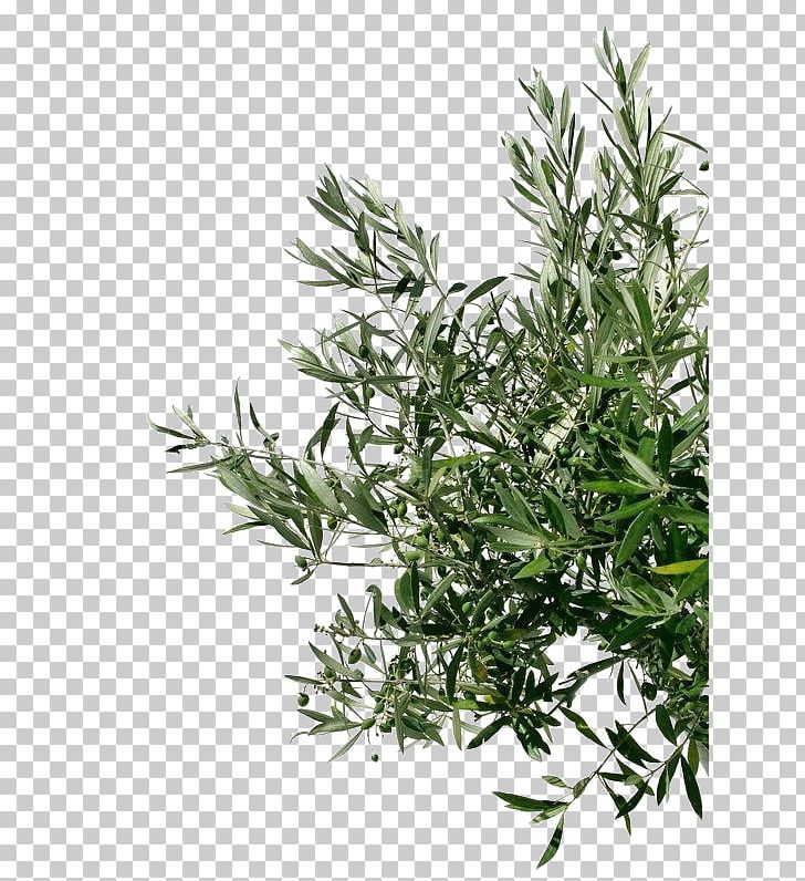 Olive Oil Tree Stock Photography Branch PNG, Clipart, Branch, Can Stock Photo, Food Drinks, Grass, Herb Free PNG Download