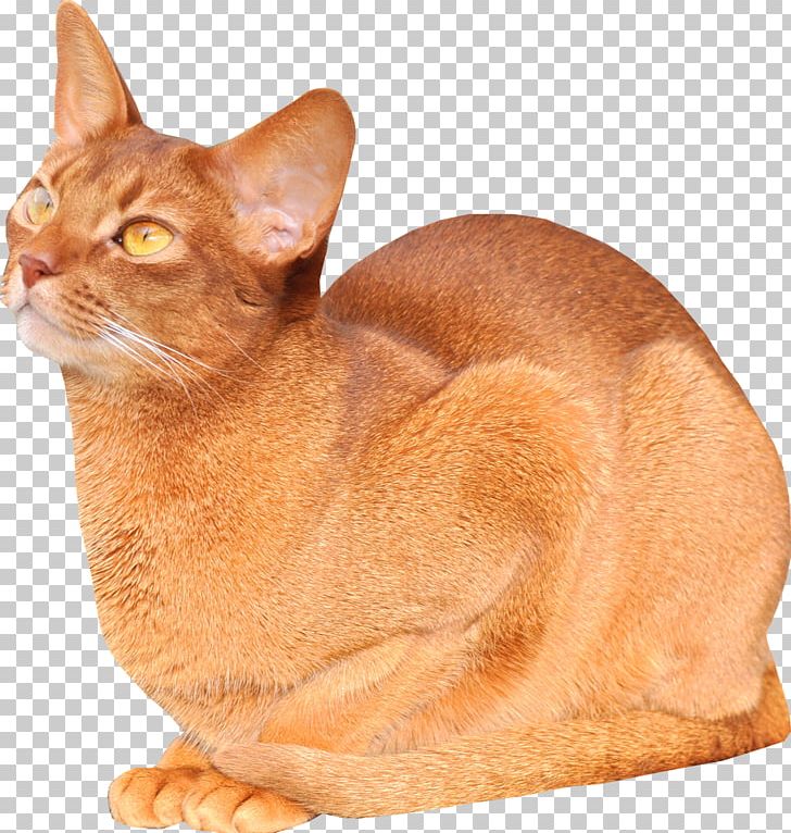 Abyssinian Burmese Cat Kitten Freebies For Cat Lovers Mouse PNG, Clipart, Abyssinian, Animal, Animals, Asian, Burmese Free PNG Download