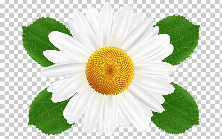 Common Daisy Oxeye Daisy PNG, Clipart, Annual Plant, Chamomile, Chrysanths, Clip Art, Common Daisy Free PNG Download
