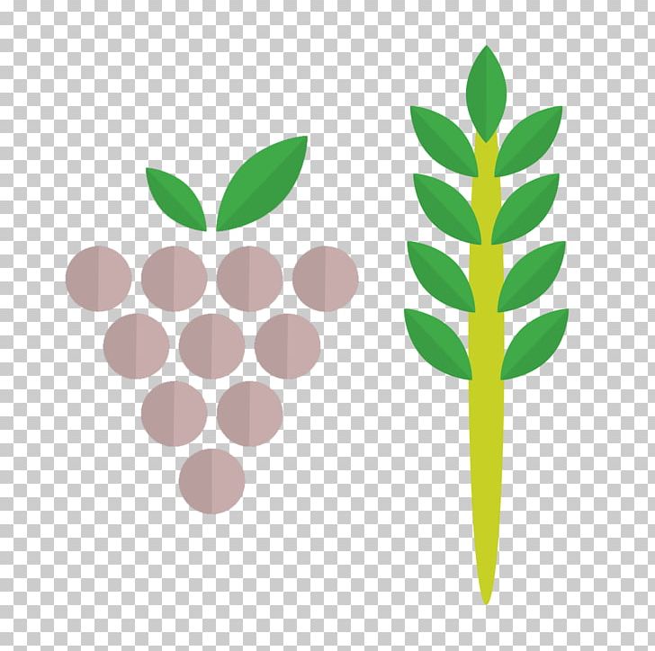 Common Grape Vine PNG, Clipart, Common Grape Vine, Fruit Nut, Grape, Grape Leaves, Grapevines Free PNG Download