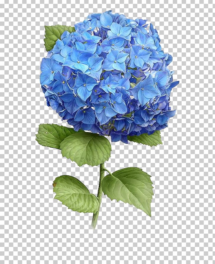 French Hydrangea Watercolor Painting Flower Botanical Illustration PNG, Clipart, Art, Blue, Botany, Canvas, Canvas Print Free PNG Download