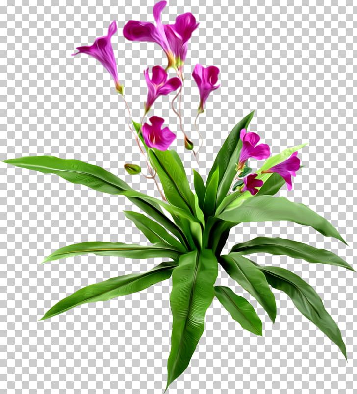 Purple Herbaceous Plant Others PNG, Clipart, Cut Flowers, Download, Drawing, Encapsulated Postscript, Floral Design Free PNG Download