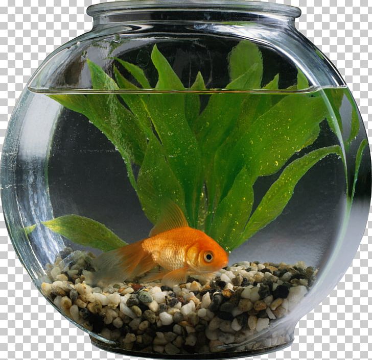 Goldfish Cat Aquarium Pet PNG, Clipart, Animals, Aquarium, Aquarium Fish Feed, Aquariums, Bony Fish Free PNG Download