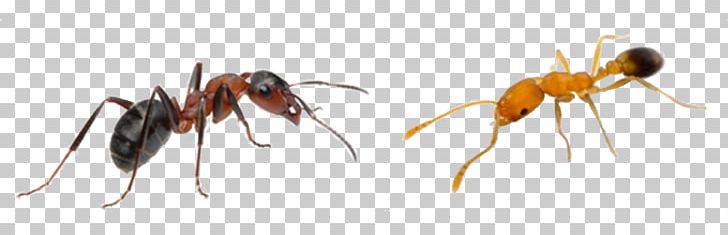 Pharaoh Ant Insect Pest Hymenopterans PNG, Clipart, Animal, Animals, Ant, Ant Man, Arthropod Free PNG Download