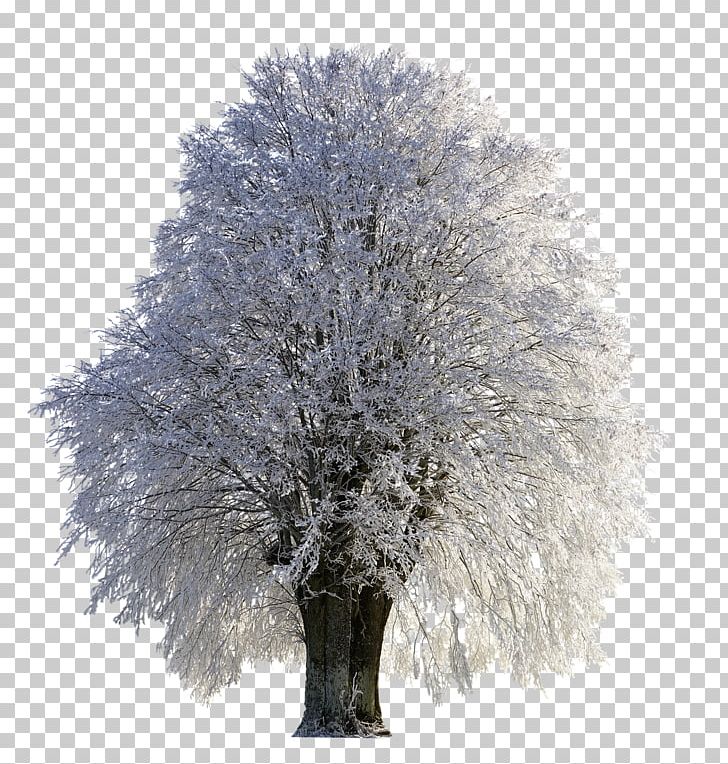 Tree Snow Desktop Frost PNG, Clipart, 4k Resolution, Betula Populifolia, Birch, Branch, Desktop Wallpaper Free PNG Download