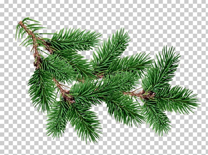 Blue Spruce Tree Fir Branch Pine PNG, Clipart, Biome, Blue Spruce, Branch, Christmas Decoration, Christmas Ornament Free PNG Download